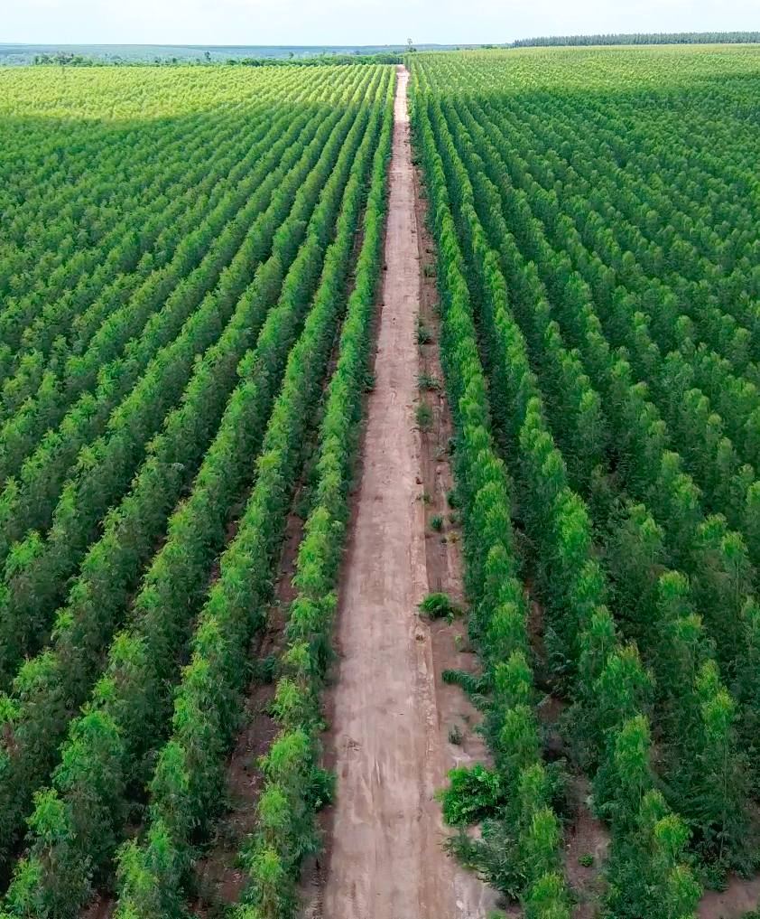 Talhões de eucalipto em floresta plantada da CBF, vistos de cima